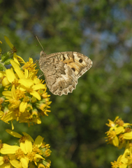 Ligularia heterophylla