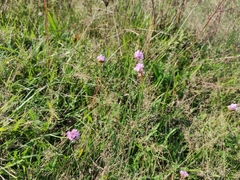 Armeria maritima elongata