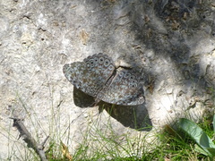 Hamadryas atlantis lelaps