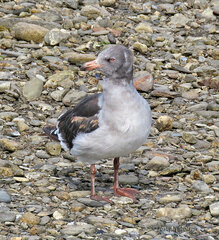 Leucophaeus scoresbii