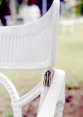 Hyperolius marmoratus taeniatus