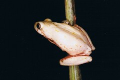 Hyperolius marmoratus taeniatus