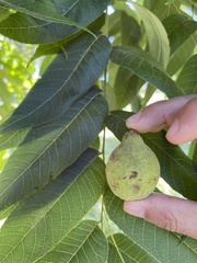 Juglans mollis
