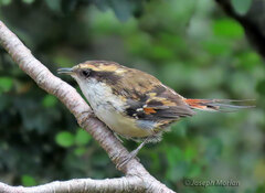 Aphrastura spinicauda