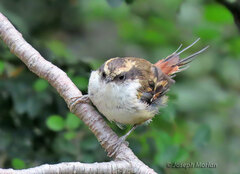 Aphrastura spinicauda