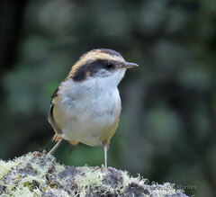 Aphrastura spinicauda