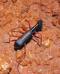 Collyris subtilesculpta