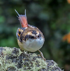 Aphrastura spinicauda