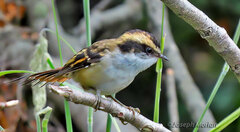 Aphrastura spinicauda