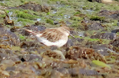 Calidris fuscicollis