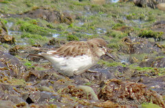 Calidris fuscicollis