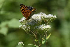 Eupatorium lindleyanum