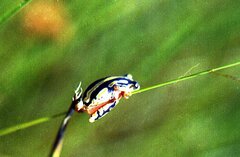 Hyperolius marmoratus taeniatus