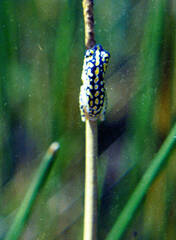 Hyperolius marmoratus taeniatus