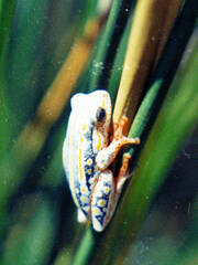 Hyperolius marmoratus taeniatus