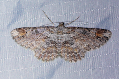 Iridopsis appetens