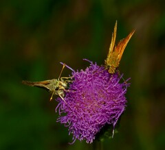 Ochlodes sylvanus
