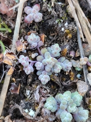 Sedum pedicellatum