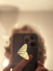 Saucrobotys futilalis