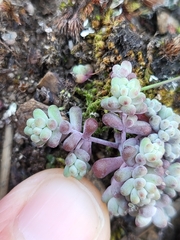 Sedum pedicellatum