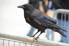 Corvus corone