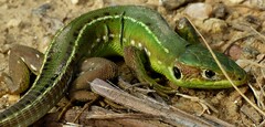 Lacerta bilineata