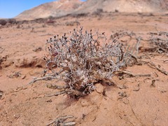 Tylecodon reticulatus