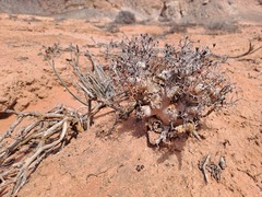 Tylecodon reticulatus