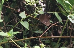 Euploea mulciber mulciber