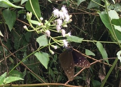 Euploea mulciber mulciber