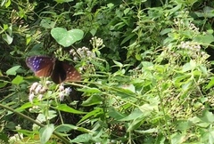 Euploea mulciber mulciber