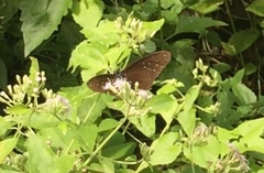 Euploea mulciber mulciber