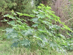 Ricinus communis
