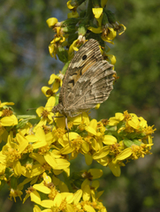 Ligularia heterophylla