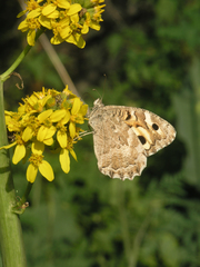 Ligularia heterophylla