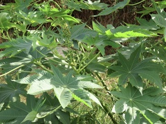 Ricinus communis