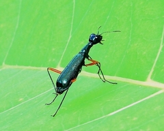 Neocollyris