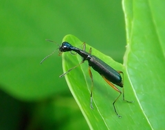 Neocollyris