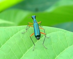 Neocollyris