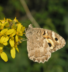Ligularia heterophylla