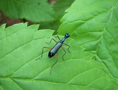 Neocollyris