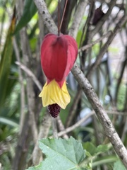 Callianthe megapotamica