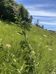 Pseudarthria hookeri