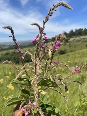 Pseudarthria hookeri