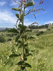 Pseudarthria hookeri