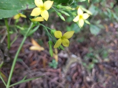 Kalanchoe integra
