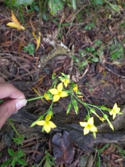 Kalanchoe integra