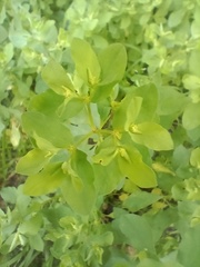 Euphorbia peplus