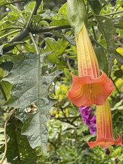 Brugmansia sanguinea