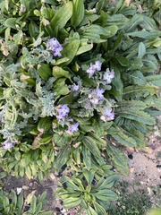 Matthiola tricuspidata